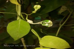 Ceropegia elegans